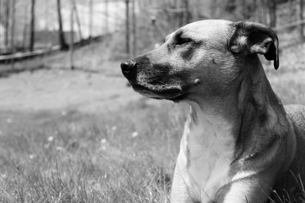 Free Image of Rescue dog 