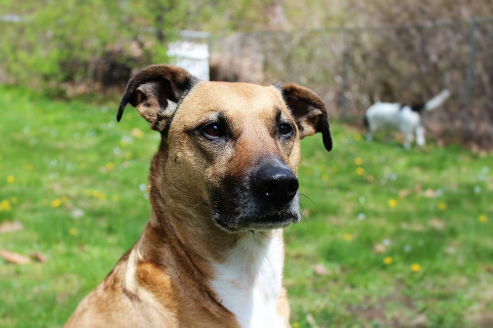 Free Image of Dog Face  
