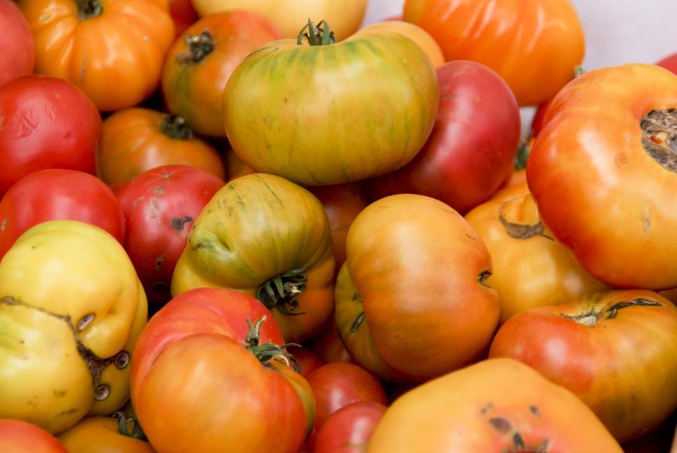 Free Image of Heirloom Tomatoes 