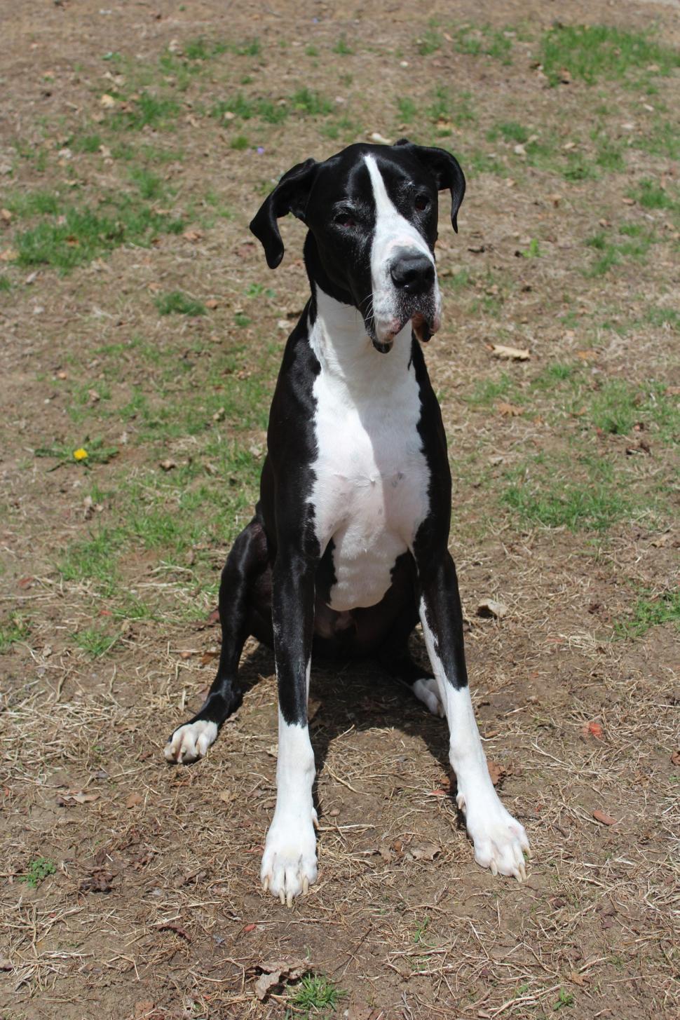 Free Image of Great Dane Dog  