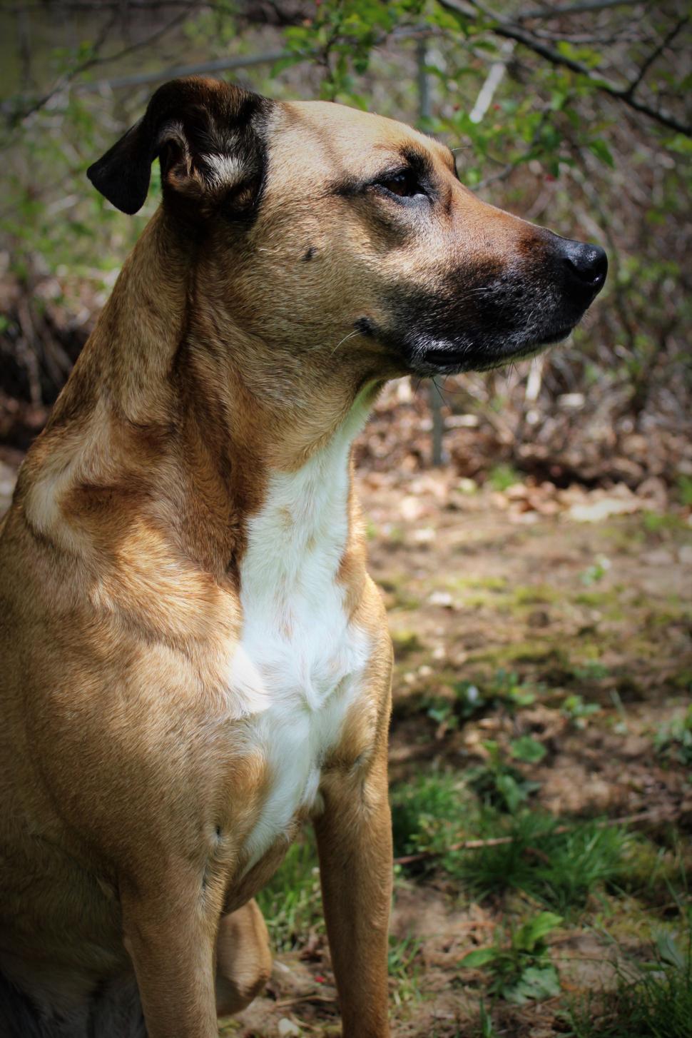 Free Image of Dog - Looking away  