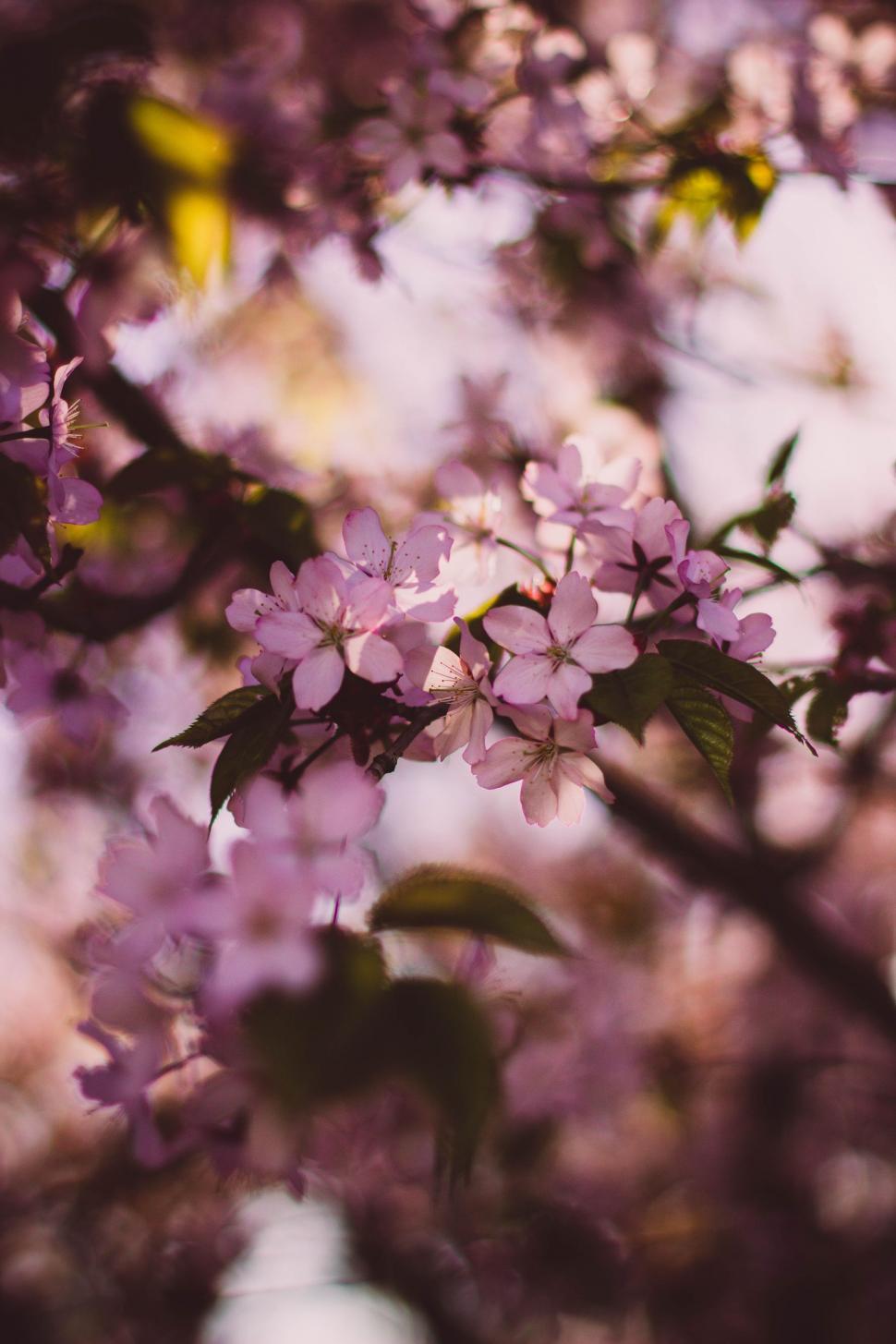 Free Image of Pink Flowers on Branch  
