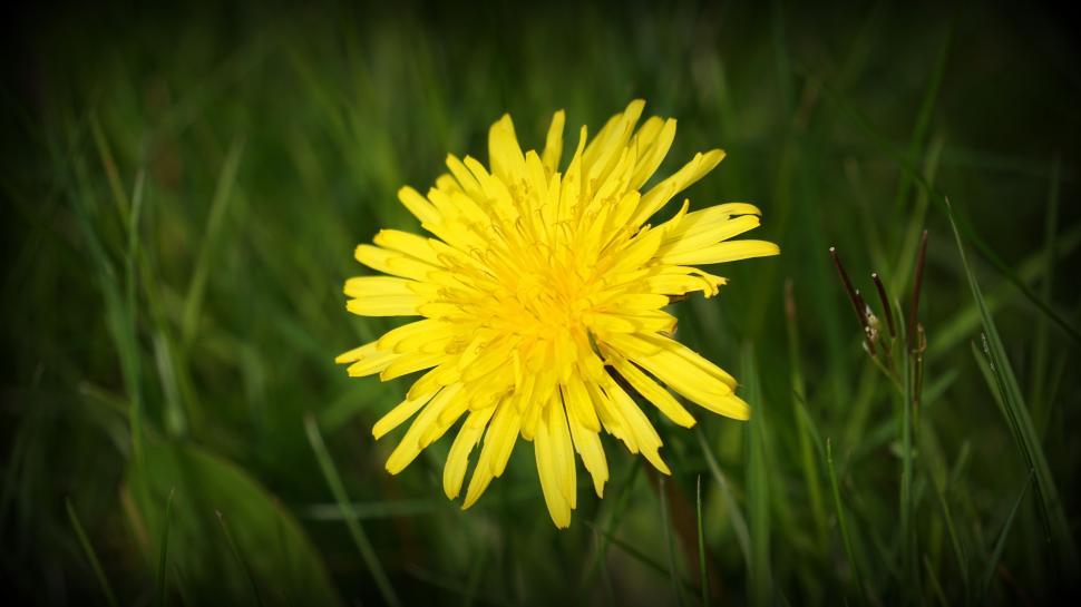 Free Image of Yellow Flower  