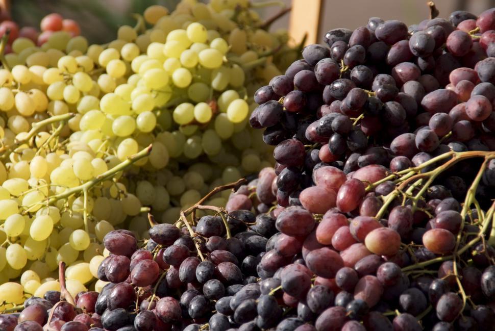 Free Image of Fresh From The Farmes Market 
