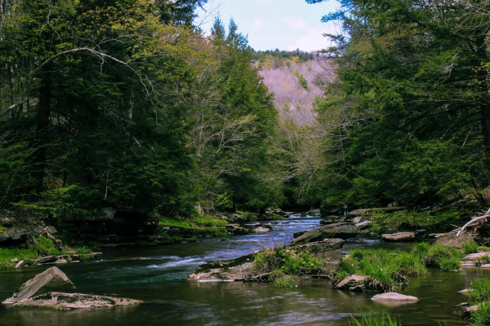 Free Image of Forest Creek  