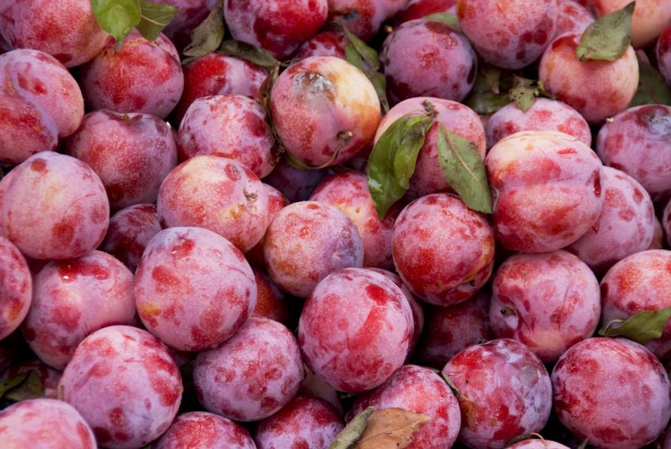 Free Image of Fresh From The Farmes Market 