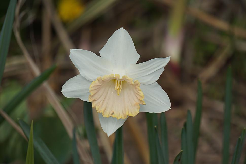 Free Image of White Flower  