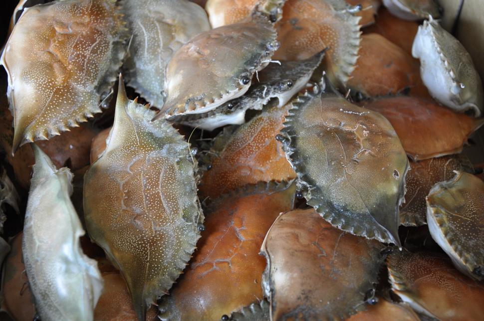 Free Image of Seafood on Sale in Market  