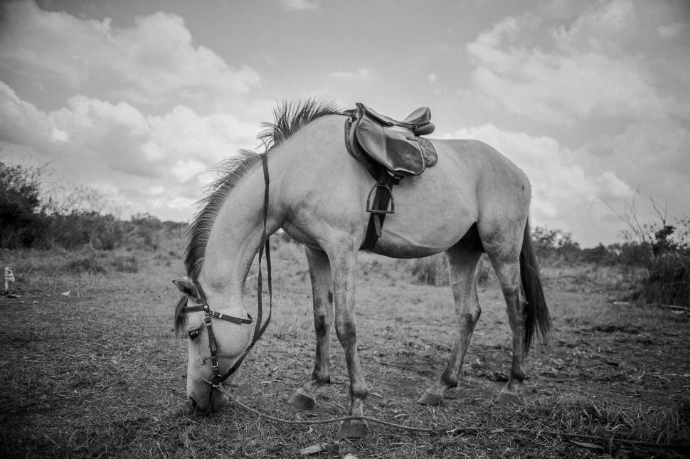 Free Image of One Horse  