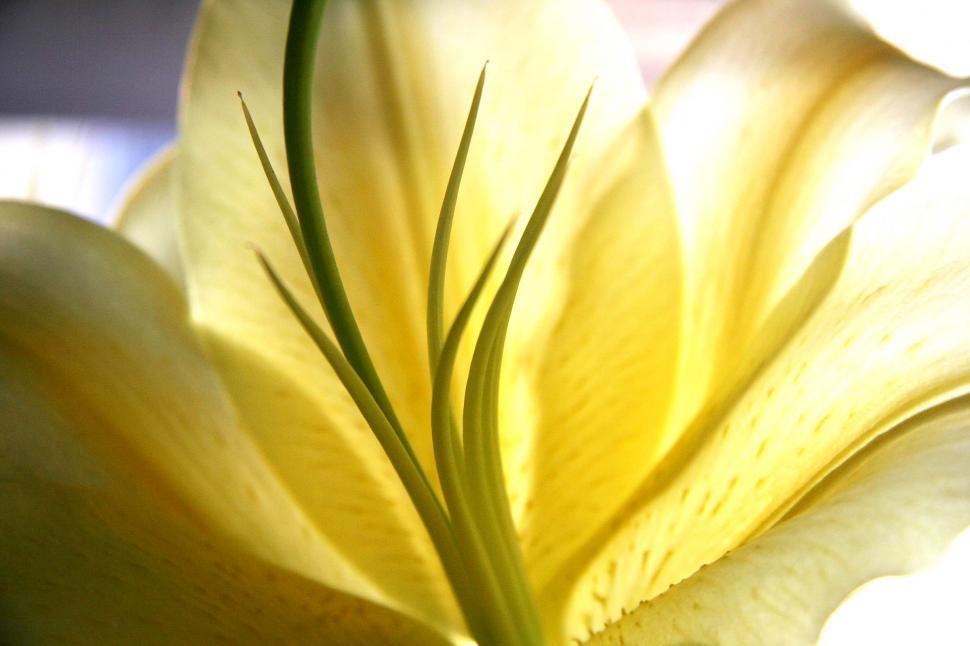 Free Image of Bloom Structure 