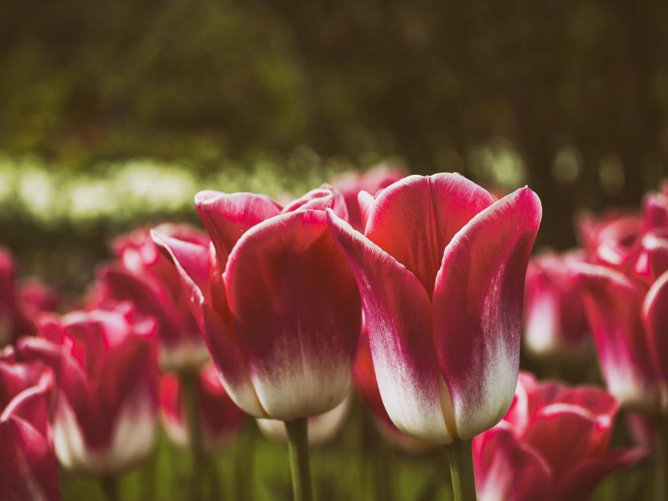 Free Image of Pink and White Flowers 
