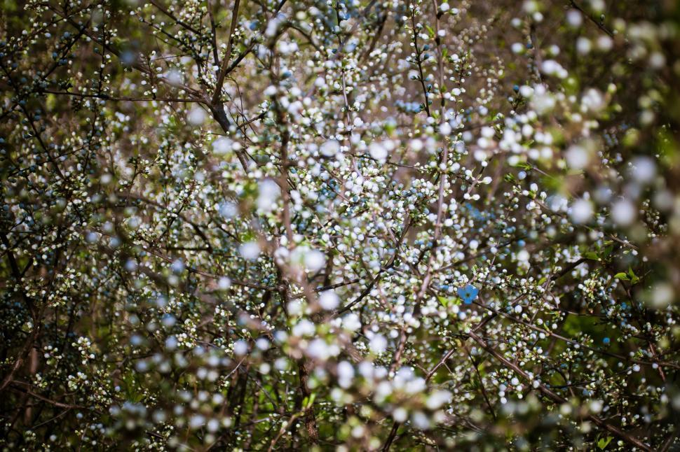 Free Image of Blur View of white flowers  