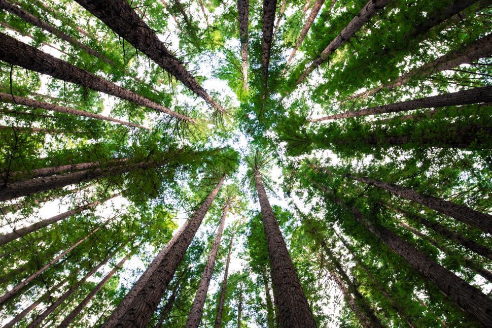 Free Image of Trees And Sky - From Below  