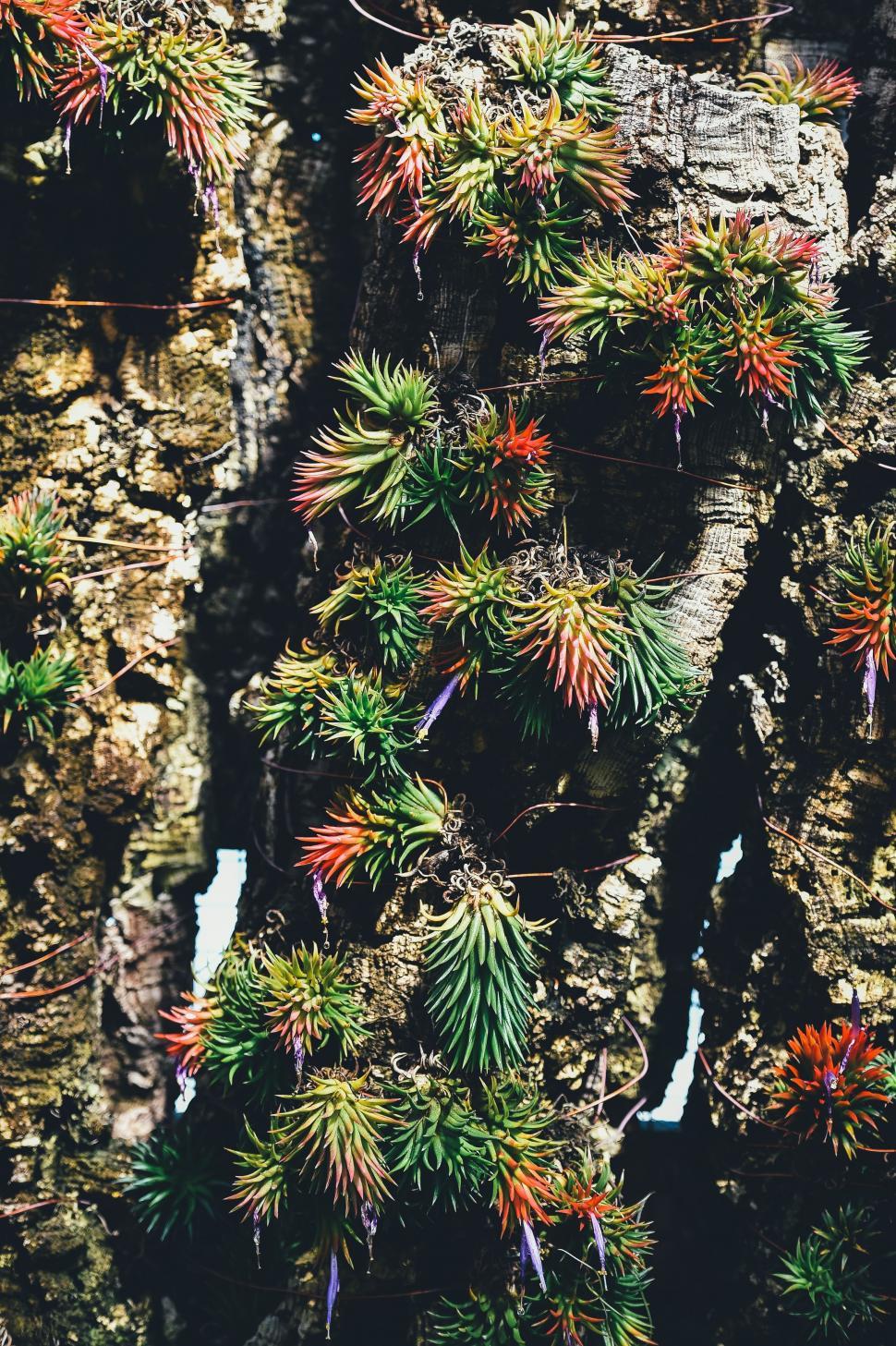 Free Image of Colorful Flowers on Tree  