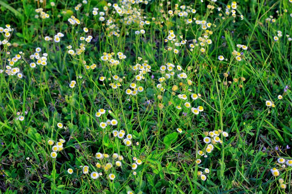 Free Image of Wildflowers  