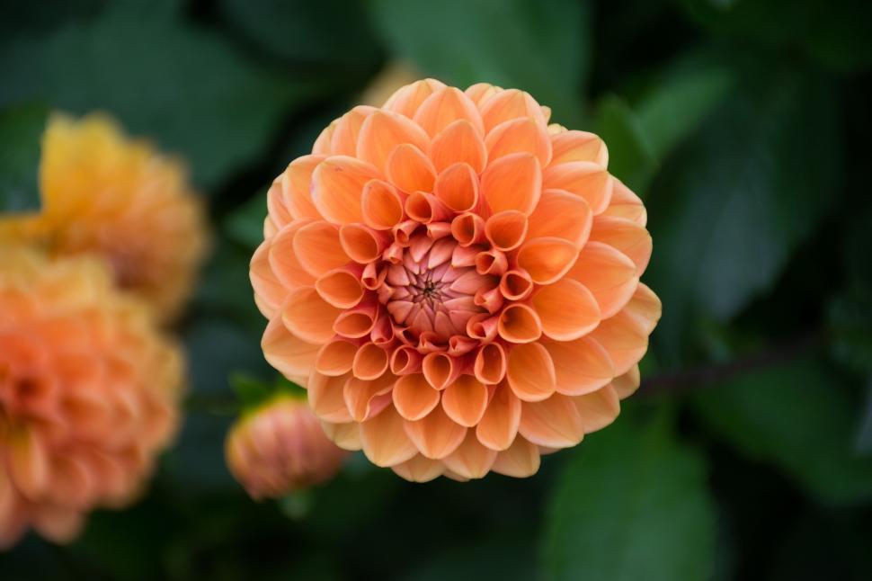 Free Image of Dahlia flower  