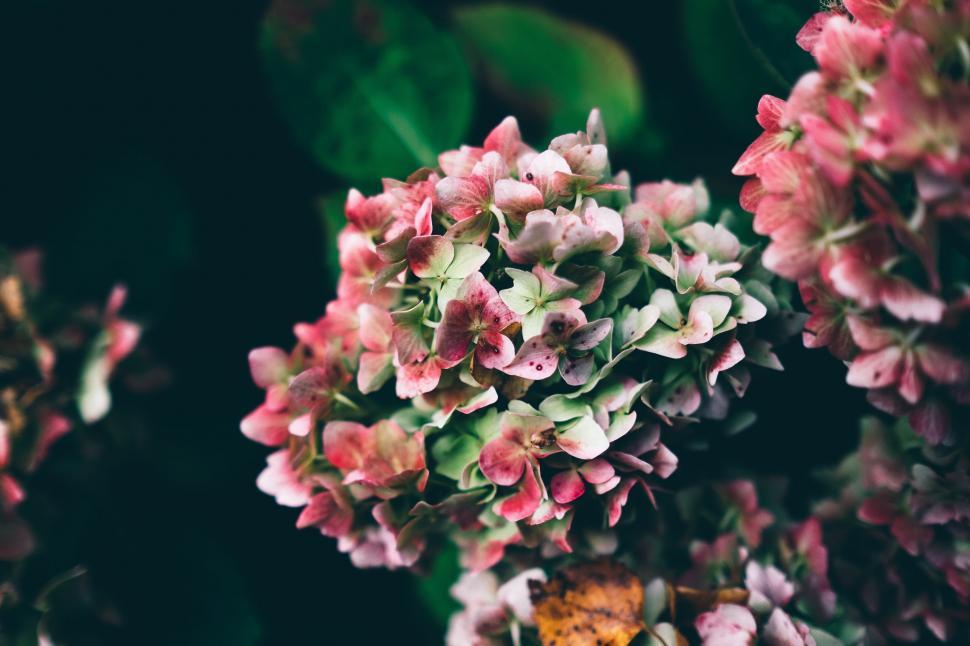 Free Image of Tiny Flowers  