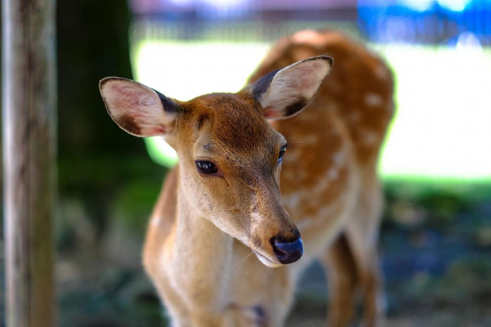 Free Image of Deer (Animal)  