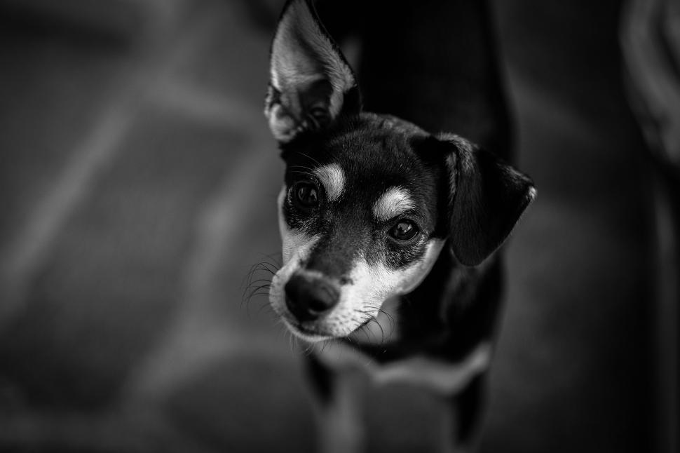 Free Image of Dog - looking at camera  