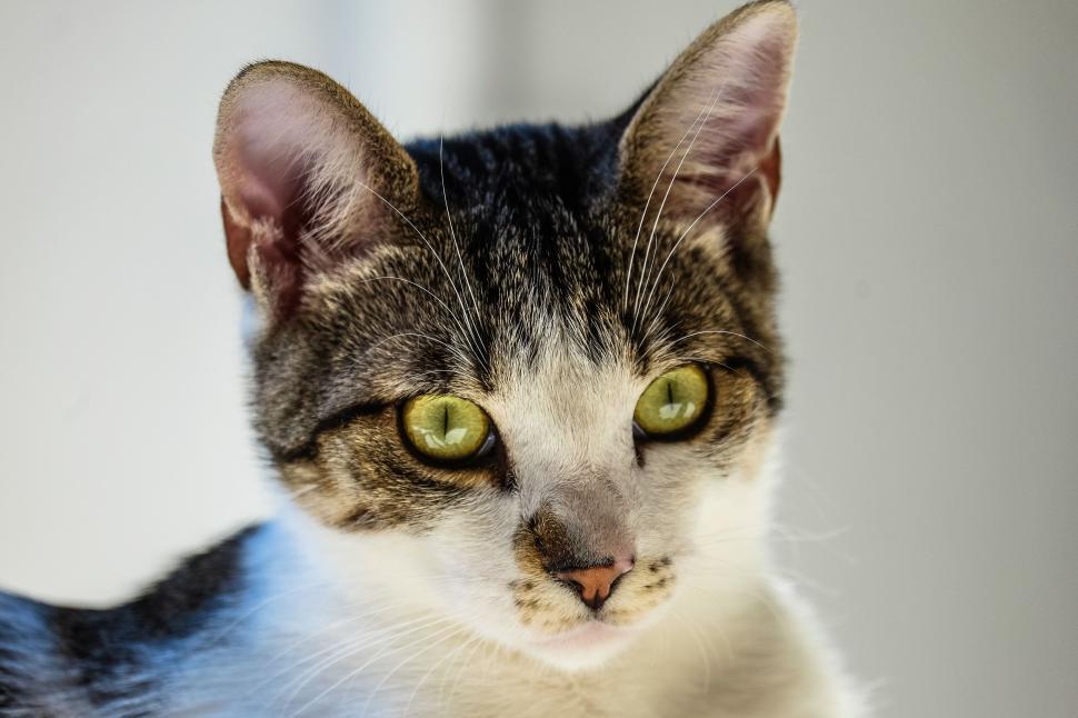 Free Image of Cat Face  