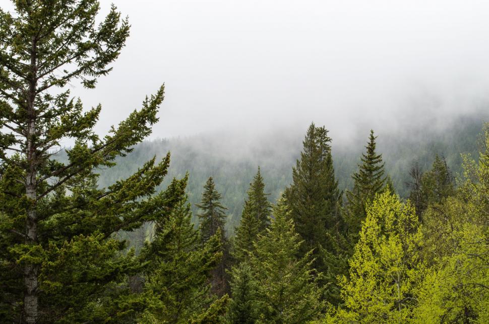 Free Image of Canadian Rockies with trees  