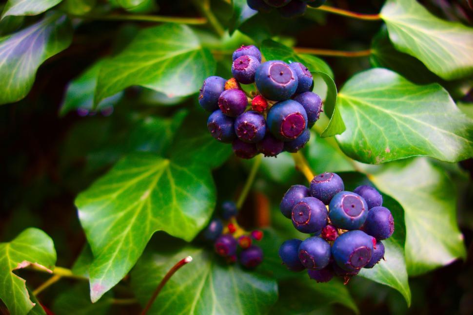 Free Image of Blueberries on tree 