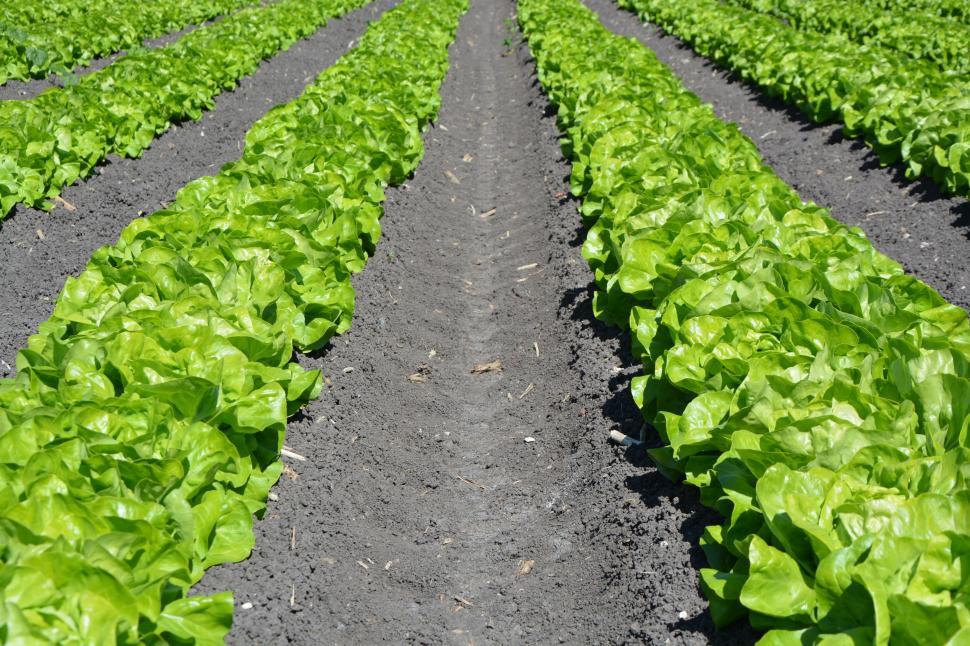 Free Image of Lettuce Farm  