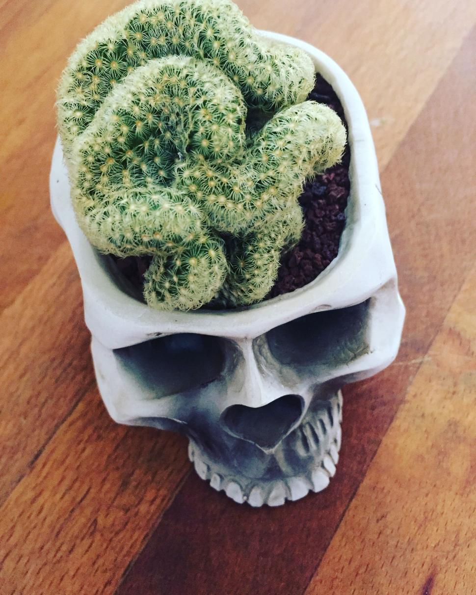 Free Image of Cactus in Skull Flower Pot 