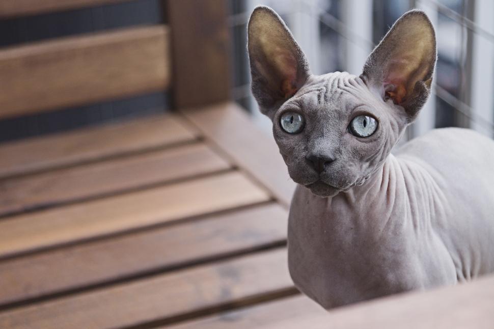 Free Image of Sphynx cat 