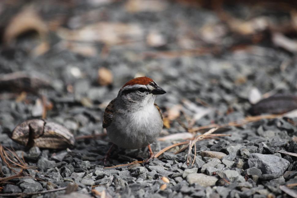 Free Image of House sparrow 