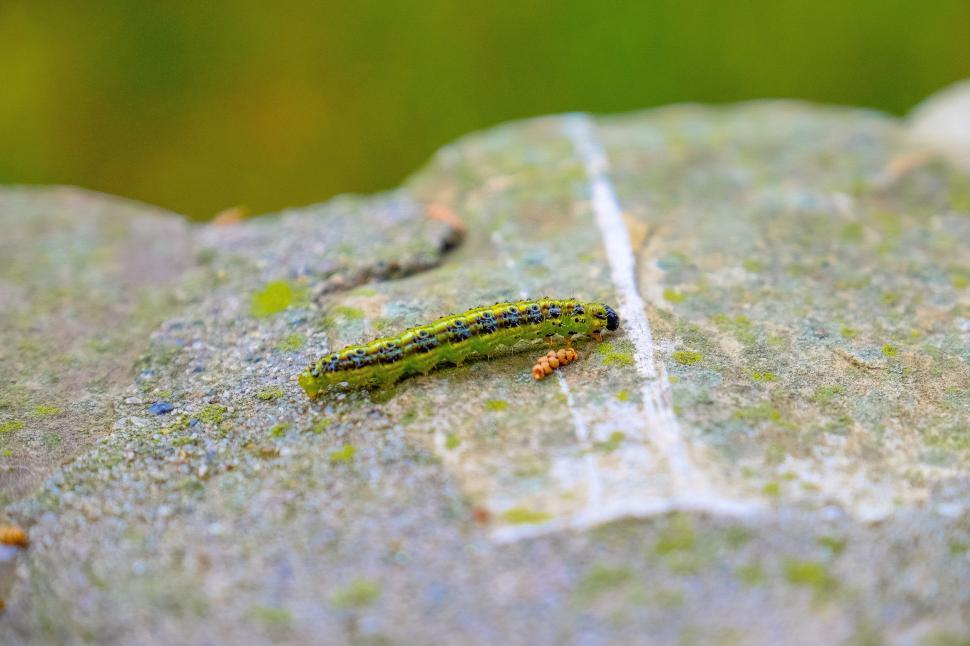 Free Image of Caterpillar 