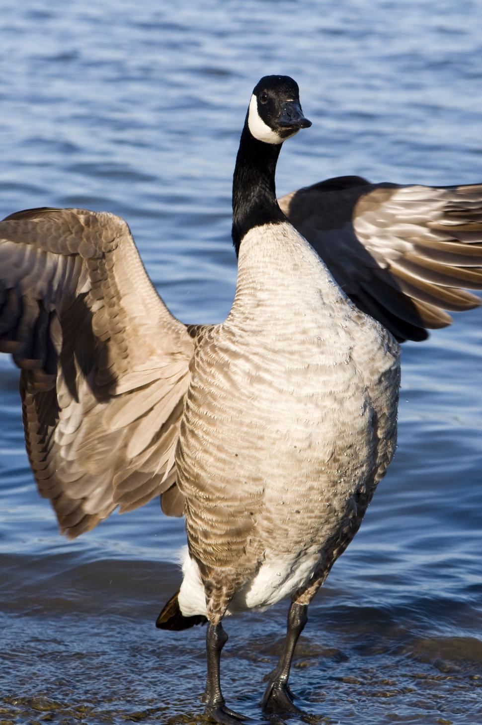 Free Image of Barnacle goose 