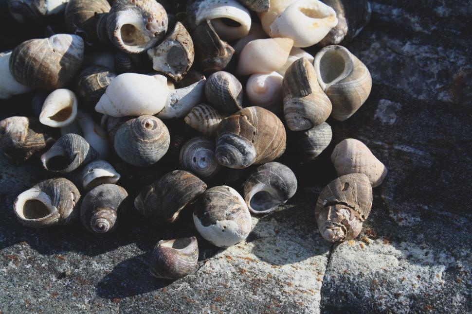 Free Image of Sea Shells  