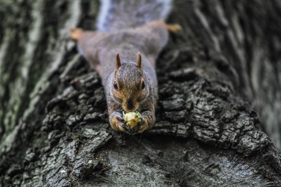 Free Image of Squirrel looking at camera  