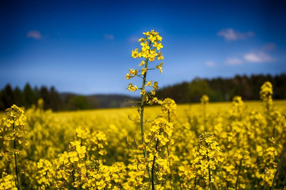 Free Image of Rapeseed Flower Garden  