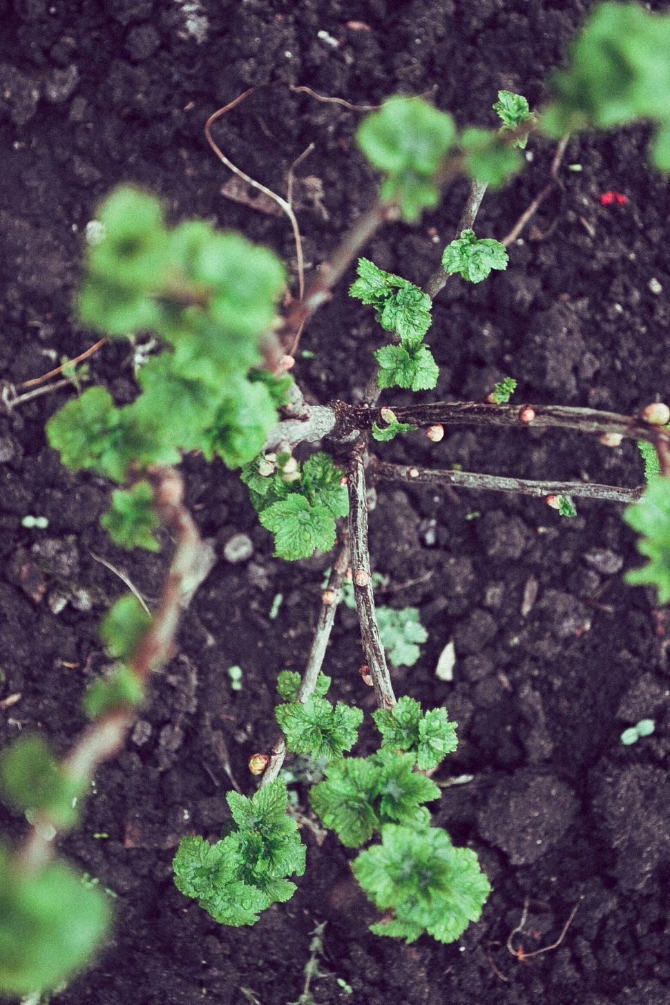 Free Image of Plant on Soil  