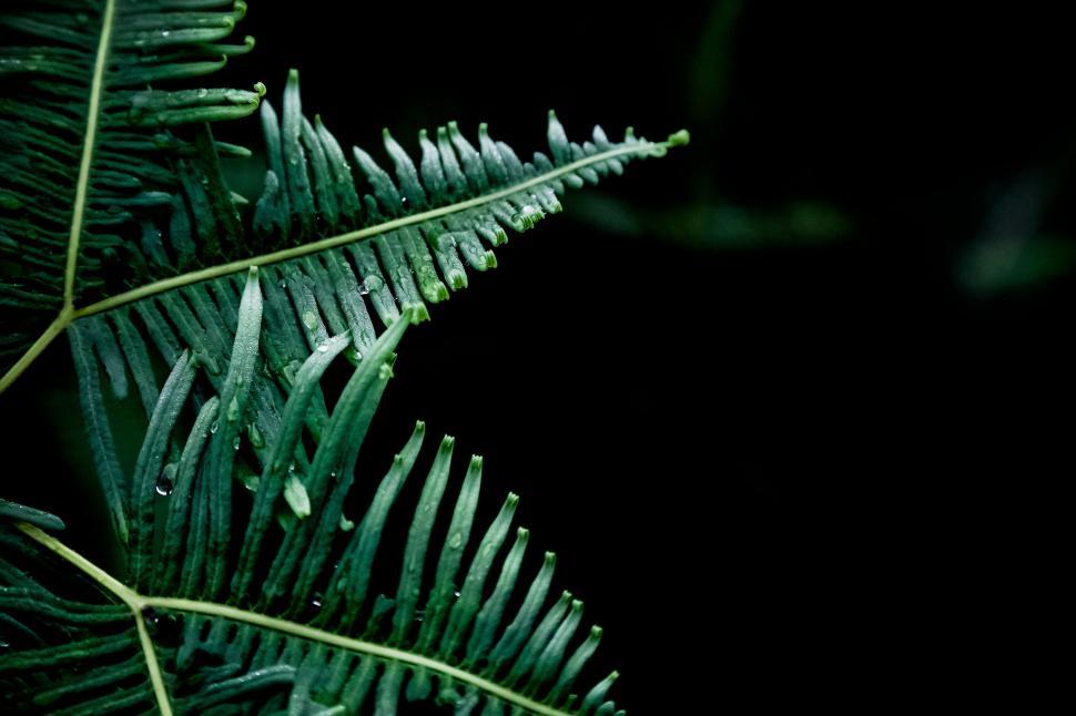 Free Image of Wet Fern Leaves  