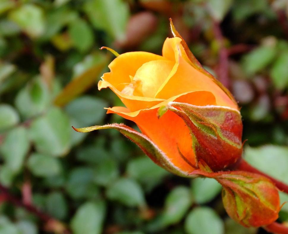 Free Image of Rose Bud 