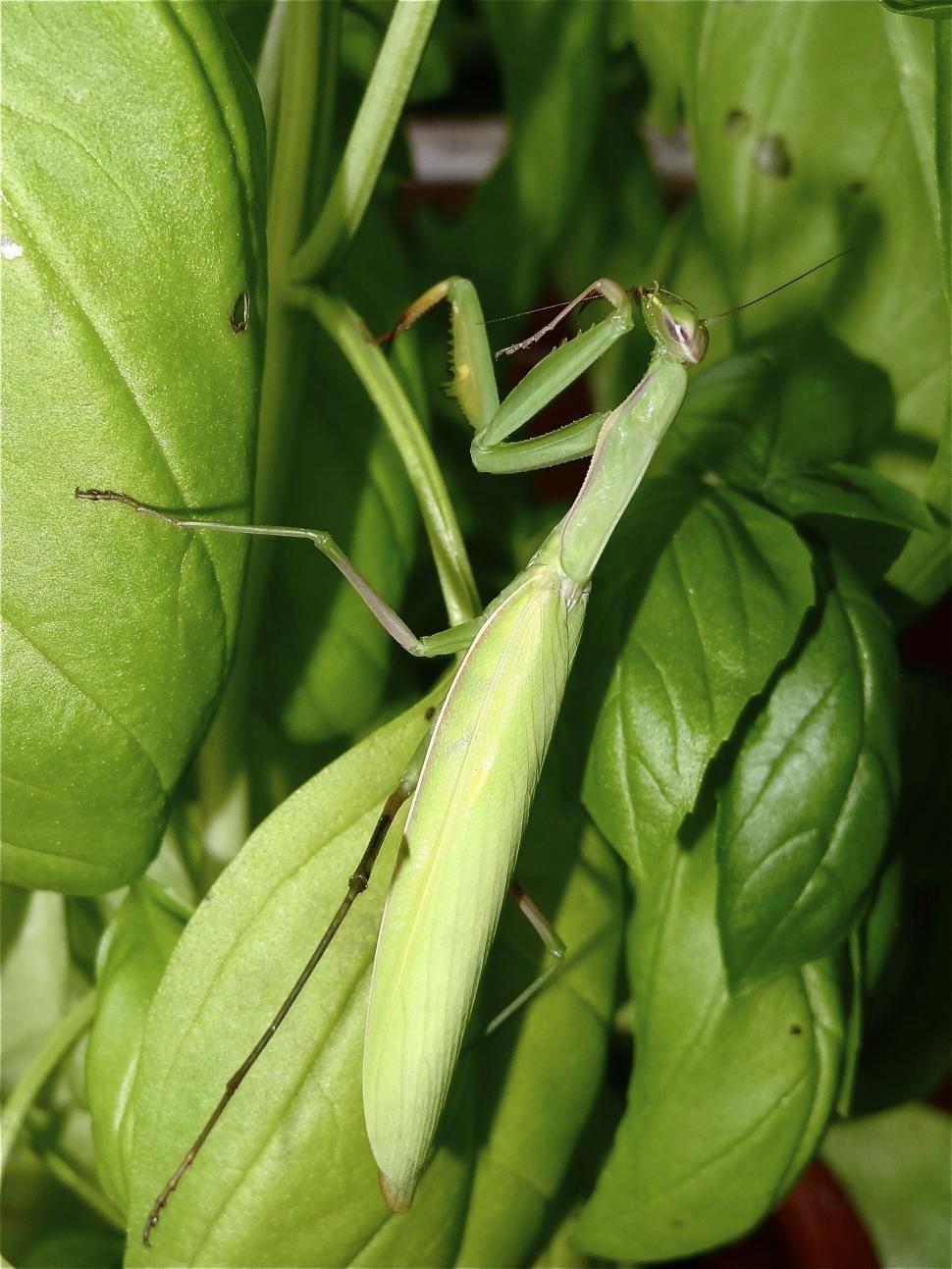 Free Image of Green Grasshopper  