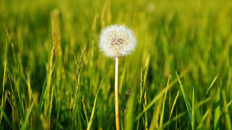 Free Image of Dandelion 