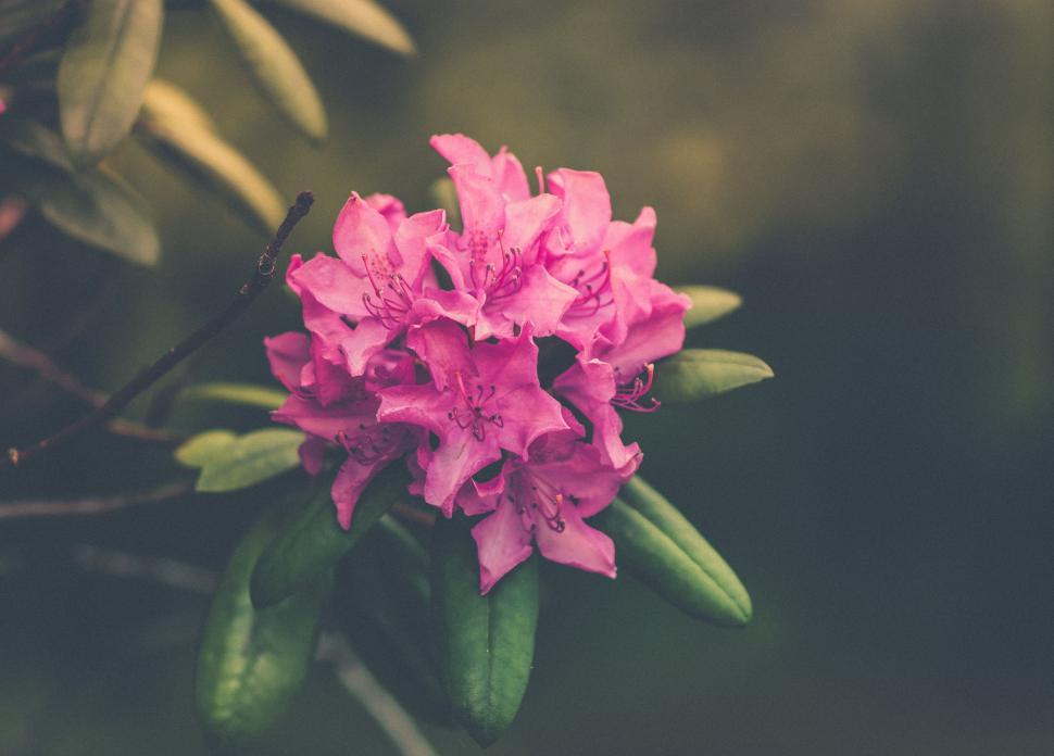 Free Image of Pink Flower - Blooming  