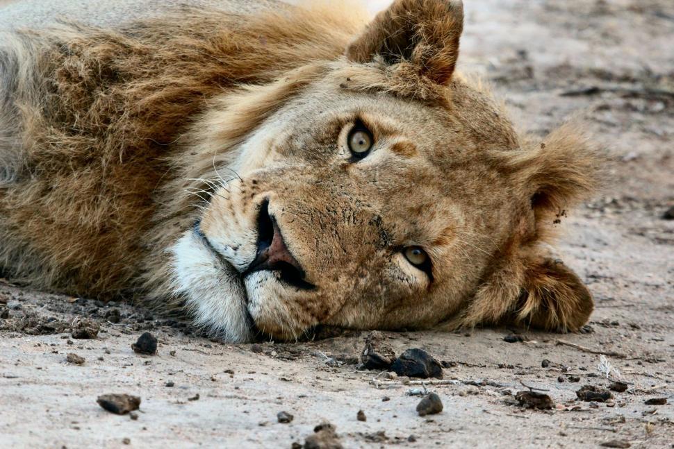 Free Image of Lying Lion - eye contact  
