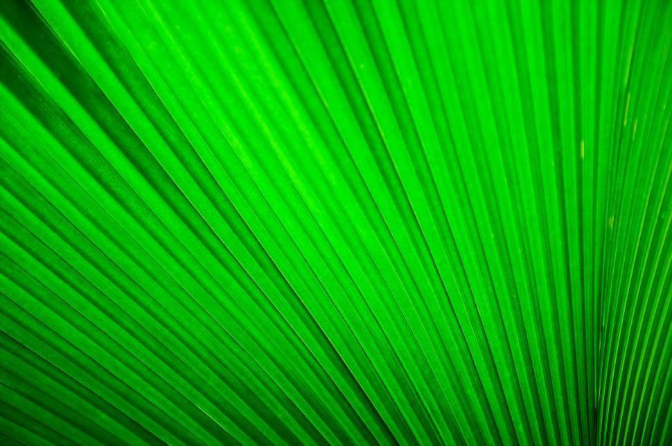 Free Image of Fan leaf palm 