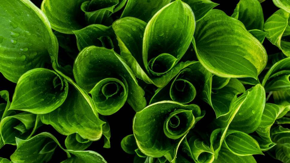 Free Image of Rolled Leaves  