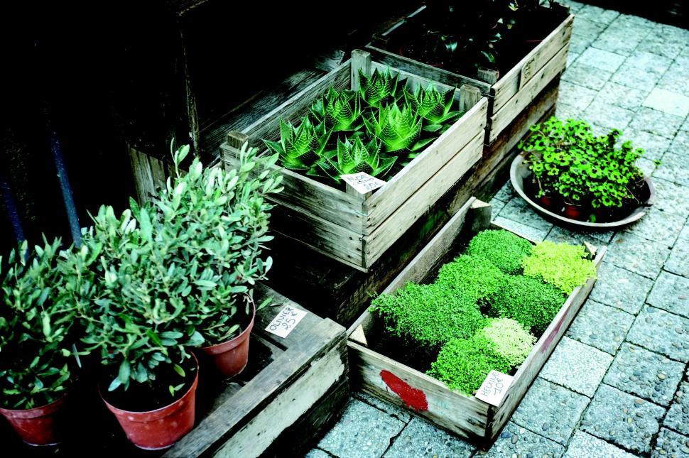 Free Image of Flower Pots  