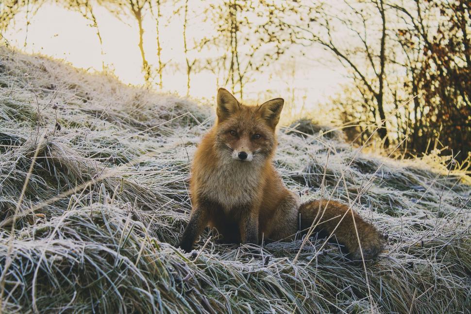 Free Image of One Red fox 