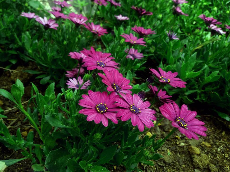 Free Image of Purple Flowers with Green Leaves  