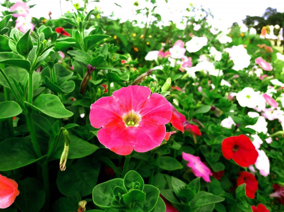 Free Image of Flowers in Garden  