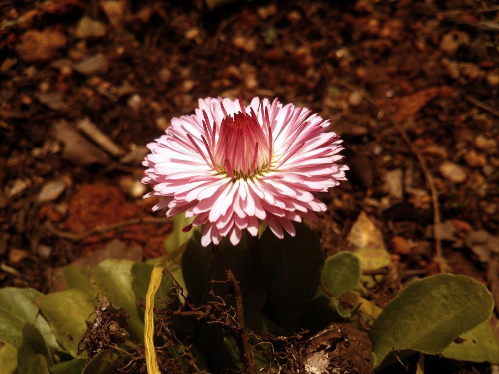 Free Image of Single Pink Flower  