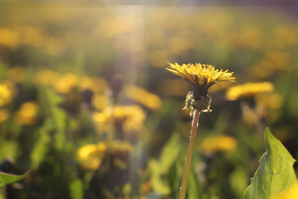 Free Image of Single Yellow Flower  